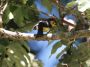 CostaRica06 - 079 * Collared Redstart